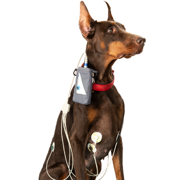 Наложенные электроды ЭКГ на собаку по методу Холтера (схема требует фиксации бинтом)